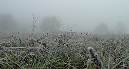 霧,草地,早上