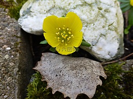winterling,黃色,開(kāi)花