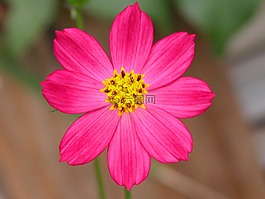花,fuscia,性质