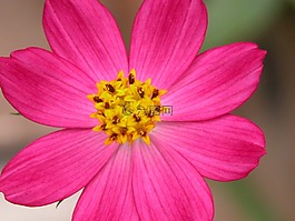 花,fuscia,性质