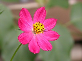 花,fuscia,性质
