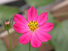 花,fuscia,性质