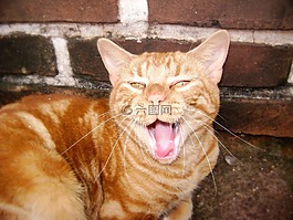 貓,黃色,語言