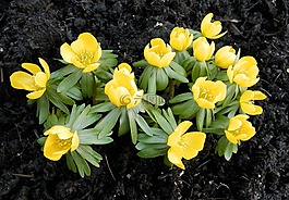 冬季林格,eranthis hyemalis,花
