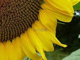 向日葵,心,花