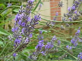 紫,花,熏衣草