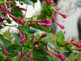 花,粉色,性質(zhì)