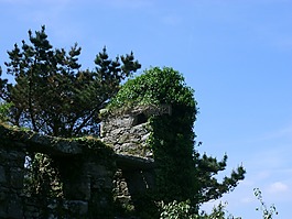 城堡的墻上,雜草叢生,廢墟