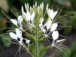 蜘蛛花,性质,花