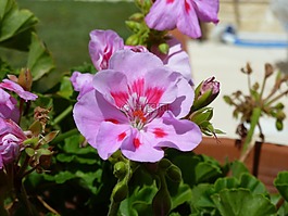 花,粉色,帕爾馬