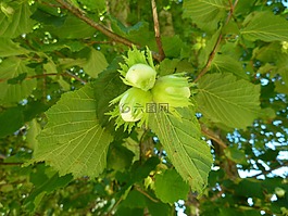 芽,榛子,葉