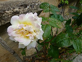 粉色,白,花