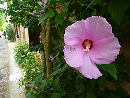 花,粉色,性質