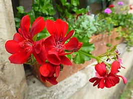 花,紅色,jardiniere