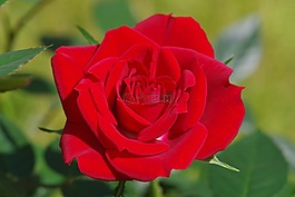 玫瑰,愛(ài),紅色