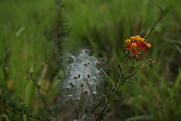 棉花树的种子,种子,棉花