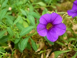 花,紫,purpeul