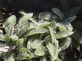 葉,性質(zhì),拖放