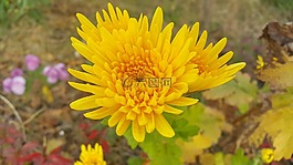 秋菊花,黃色花,菊花