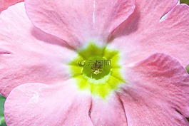 報春花,報春花尋常的混合,粉紅色