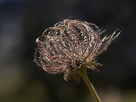 毛茸茸的花,花,性質(zhì)