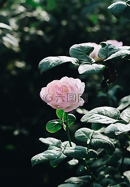 花,粉紅色,晴朗