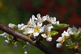 梨,開花,春