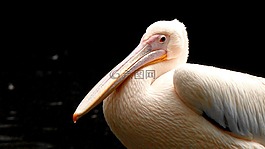佩利坎,鳥(niǎo),水禽