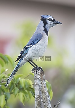鳥(niǎo),飛行,藍(lán)鳥(niǎo)