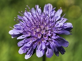 花,性質(zhì),春天