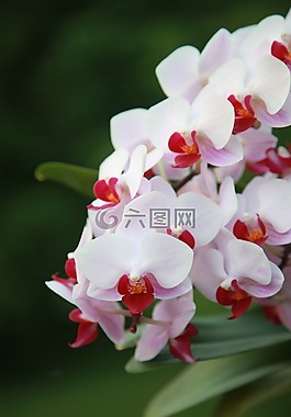 蘭花,花,花的