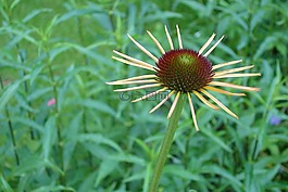 太陽帽子,紫色,開花