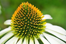 開(kāi)花,黃色,花