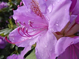 杜鵑,開花,花