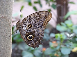 動(dòng)物園,蝴蝶,昆蟲