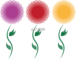 菊花,花,開花