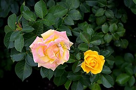 黃玫瑰,花,新鮮