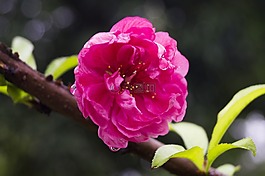 櫻花,花,春天
