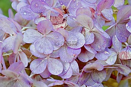 紫,花,紫色的小花