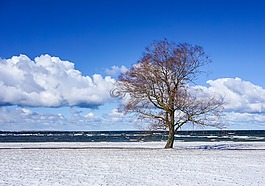 樹,海,天空