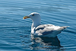鷗,鳥,海鷗