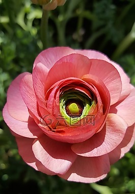 粉紅色,花毛茛,花