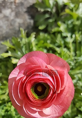 粉紅色,花毛茛,花