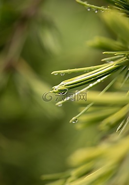 雪松,針,葉子