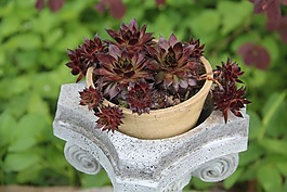 仙人掌,装饰,gartendeko
