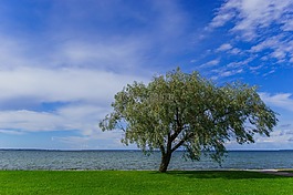 海,樹(shù),天空