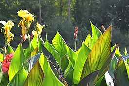 黃色,花,花園