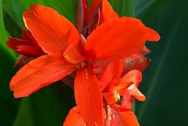 紅色,開(kāi)花,朵紅色的花