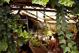 溫室,花園,棄