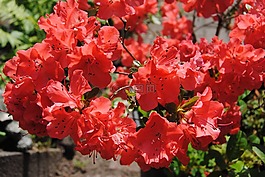 夏花,紅色,花園